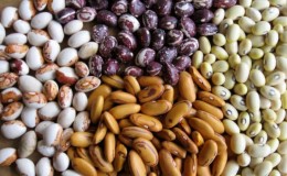 Top 26 best varieties of beans with photos and descriptions: what varieties they come in and how to choose the right one