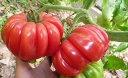 An extremely unusual variety from Siberian breeders is the Japanese crab tomato, which will not leave anyone indifferent