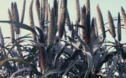 How to grow pearl millet in open ground and use it on the farm