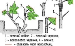 Propagation of grapes by cuttings in autumn