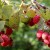Instructions for caring for raspberries in summer for beginners and advice from experienced gardeners