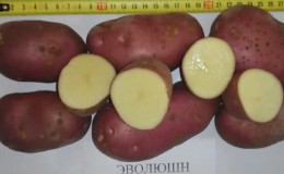 High-yielding potato variety Evolution, capable of adapting to any climate conditions