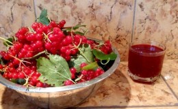 Useful properties and contraindications of viburnum for women