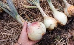 Harvesting and storing onions: when is it time to dig them out of the garden?