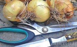 Why trim onions, and how to do it correctly for winter storage