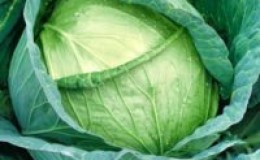 Unpretentious late-ripening cabbage hybrid Menzania f1
