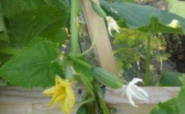 The cucumber that has won the hearts of many farmers - F1 perfection for greenhouses and open ground