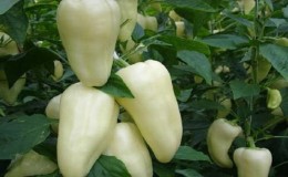What is white pepper and how is it used in cooking, cosmetology and folk medicine?