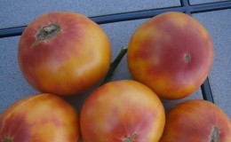 The variety that will become your favorite is the Grapefruit tomato: large, easy to care for and amazingly tasty