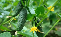 Top 10 best self-pollinating varieties of cucumbers for the balcony