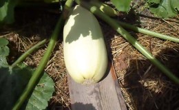 Proper cultivation of zucchini and care in open ground: secrets of agricultural technology for obtaining an excellent harvest