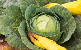 Tips on where to put cabbage leaves after harvesting cabbage, and how they can be useful for the garden
