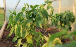 What diseases of peppers exist in a greenhouse: photos and treatment methods