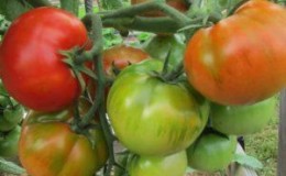 Easy to care for, unpretentious, but very productive and tasty Staroselsky tomato: we grow it ourselves