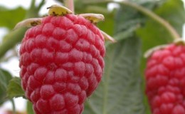 The best varieties of remontant raspberries for the Moscow region