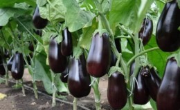 What is good about the Epic eggplant variety and why it is worth growing it