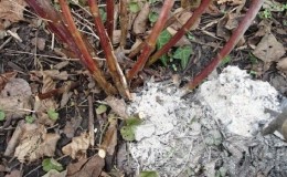What is good for currant ash and how to use it with maximum benefit