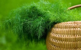 Is dill a vegetable or not: characteristics and description of the plant