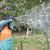 How, when and with what to spray apple trees in the spring against pests and diseases