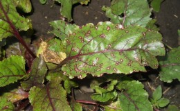 How to treat beet cercospora and prevent the occurrence of this disease in the future