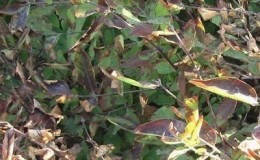 What to do if rust appears on honeysuckle leaves and how to treat it