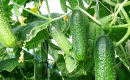 The earliest varieties of cucumbers for greenhouses and open ground