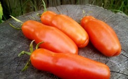 Auria tomato variety from Novosibirsk breeders, famous for its high yield and excellent taste of fruits