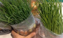The technology of planting and growing onions in a bag without soil is a super way!
