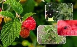 Instructions for treating raspberries in summer against diseases and pests