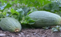What is cucumber, how is it grown and eaten?