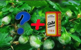 How to properly use soda against powdery mildew on gooseberries: recipes and processing recommendations