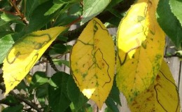 Cherry leaves turn yellow in July: what to do and why this happens