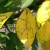 Cherry leaves turn yellow in July: what to do and why this happens