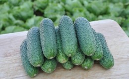 An unpretentious hybrid of cucumbers Tchaikovsky f1, giving a rich harvest even with minimal care