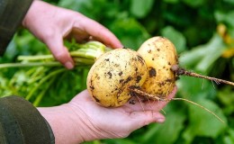 The benefits and possible harm of turnips for a woman’s body