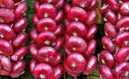 Why is Yalta onion so good and how to distinguish it from a fake