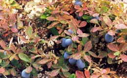 Description and treatment of honeysuckle diseases and pest control
