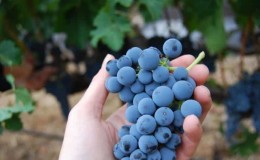 How many calories are in black grapes?