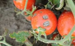 What are the diseases of tomatoes in a greenhouse and how to combat them?