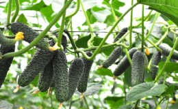 Easy-to-care cucumber Lyutoyar F1, which brings a rich and early harvest
