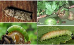 How to deal with gooseberry moth during fruit ripening and other periods