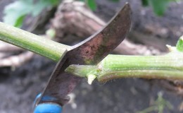 Step-by-step instructions for grafting grapes in August