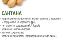 Mid-early potato variety Santana with large tubers