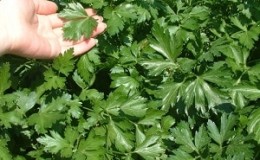 Review of the parsley variety Italian Giant