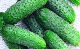 Hybrid cucumber Uhazher, suitable for growing in unfavorable conditions