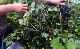 How and when to pick blackcurrants correctly