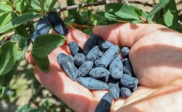 When does honeysuckle ripen in different regions?