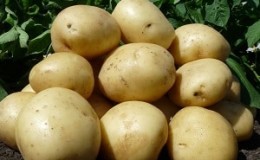 Mid-season unpretentious potato variety Arizona: description of the variety, advantages and disadvantages