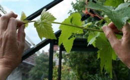 How to properly prune green young shoots of grapes in summer: diagram and step-by-step instructions