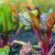 Why do beet leaves turn red and what to do about it?